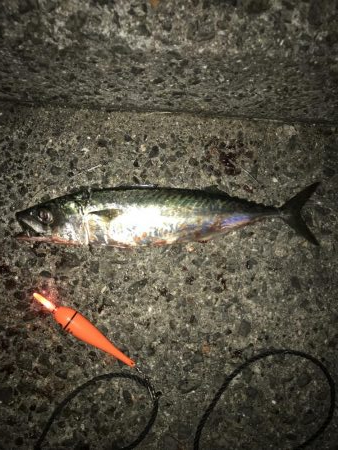 シーズン初タチ