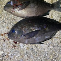 18時から20時間入れ食い