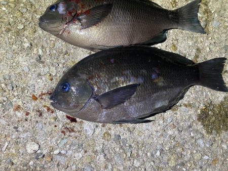 18時から20時間入れ食い