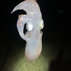 ケンサキイカ②