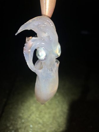 ケンサキイカ②