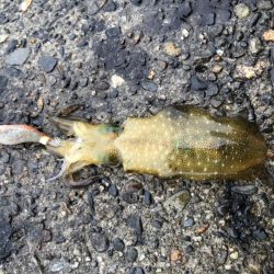 エギング 初つ抜け