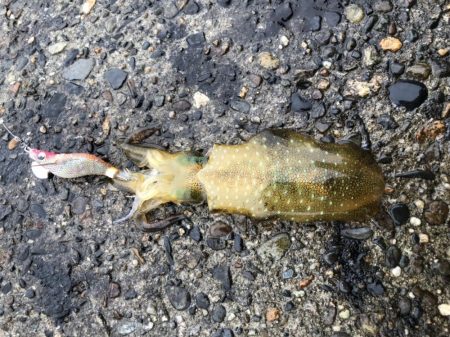 エギング 初つ抜け