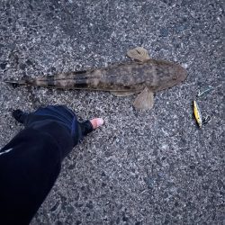 ルアーでカンパチ