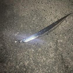 今年初太刀魚。