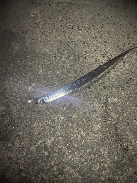 今年初太刀魚。