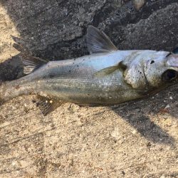 ファミリーフィッシング3