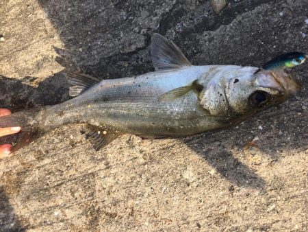 ファミリーフィッシング3