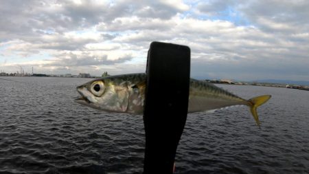 アジングでサバ大漁！