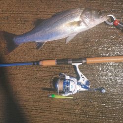 シーバス45cm  風が強い中なんとか1本