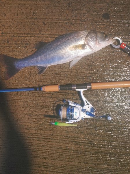 シーバス45cm  風が強い中なんとか1本