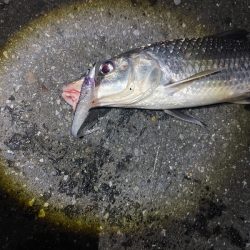 ニゴイをなんとか上げました