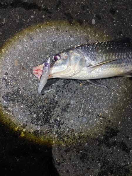 ニゴイをなんとか上げました