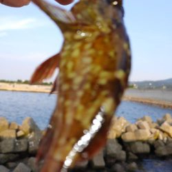 ガシリング エギング