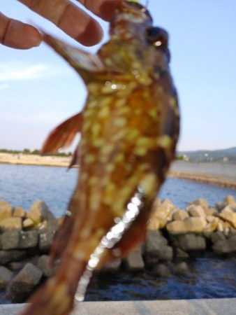 ガシリング エギング