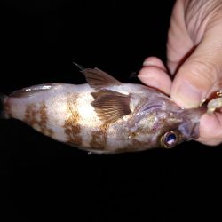 アジング　ワインド　