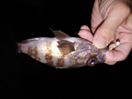 アジング　ワインド　