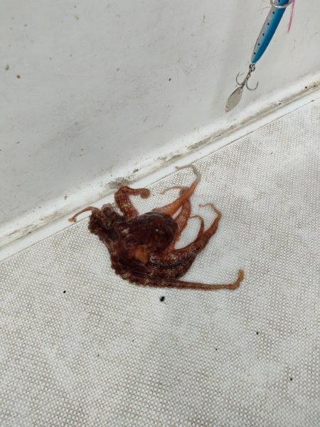 ボート釣りとはいえ渋かった・・・