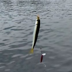 自作ルアー(トップ)でサバ