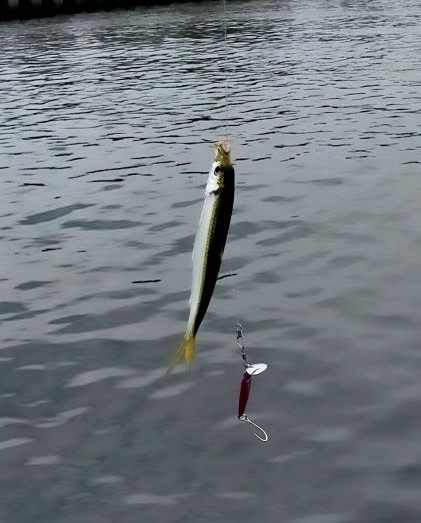 自作ルアー(トップ)でサバ