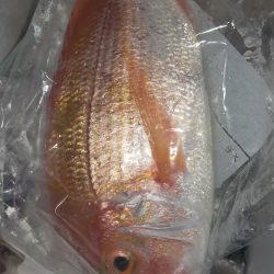 シロイカシーズン終了の予感