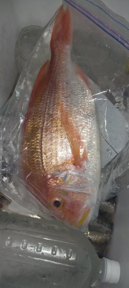 シロイカシーズン終了の予感