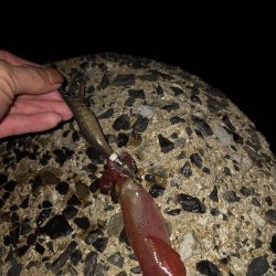 エギング後テキサス