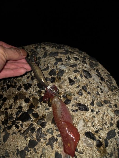 エギング後テキサス