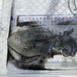 ボートエギング