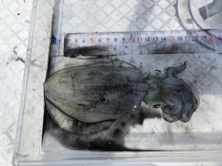 ボートエギング