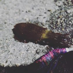 秋イカエギング初陣！