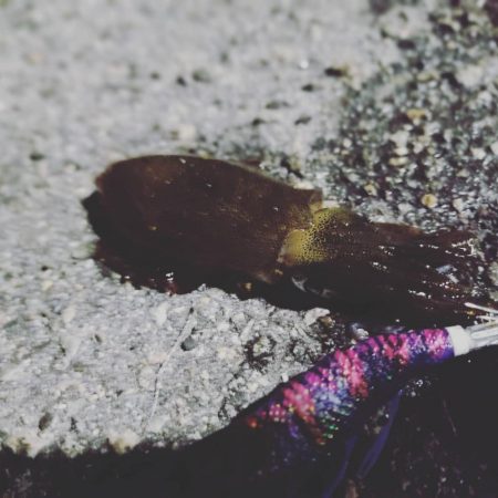 秋イカエギング初陣！