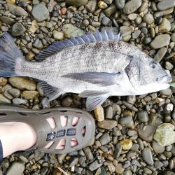 ひっさびさに魚を拝めた