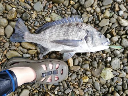 ひっさびさに魚を拝めた