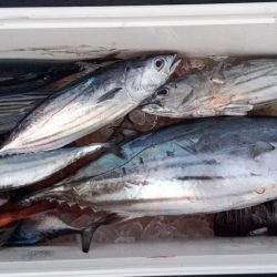 康仁丸・ジギング釣り果