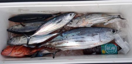 康仁丸・ジギング釣り果