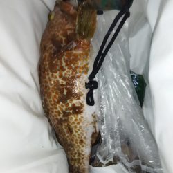 ショアジギング&根魚