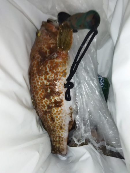 ショアジギング&根魚