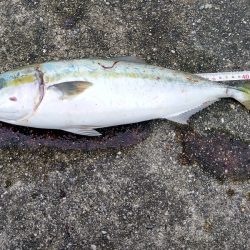 今回はダイソージグで