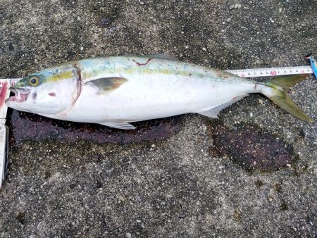 今回はダイソージグで