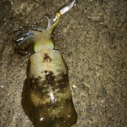 台風前日エギング