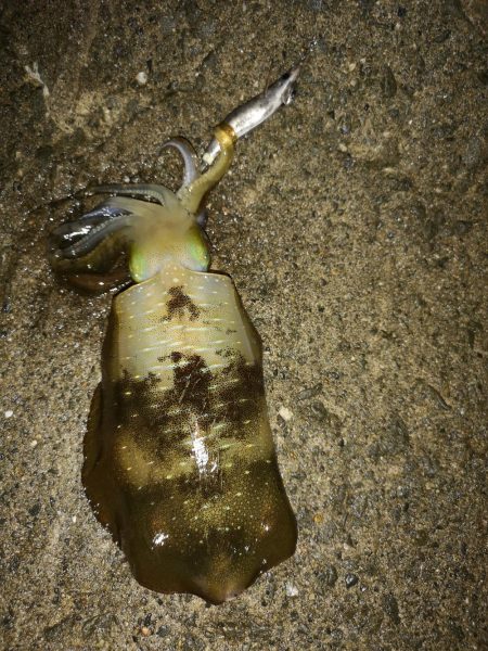 台風前日エギング