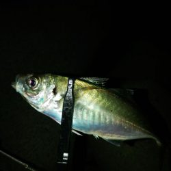 (尺アジ)フロートゲーム