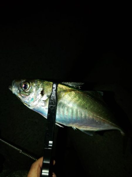 (尺アジ)フロートゲーム