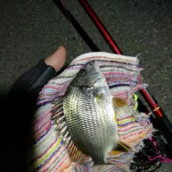 2021/09/21 南港ヘチ釣り