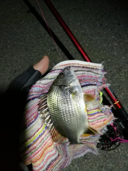 2021/09/21 南港ヘチ釣り