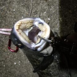 2021/09/22 南港アジング