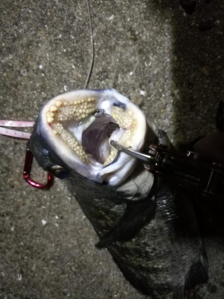 2021/09/22 南港アジング