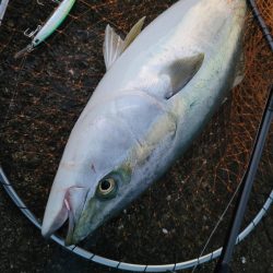 久しぶりのショアジギング