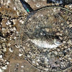 フカセ‥最高ですネ・・